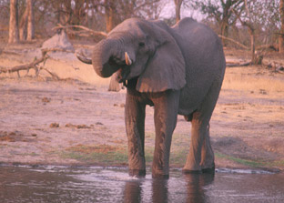 Elephant within the Okavango Delta, Botswana