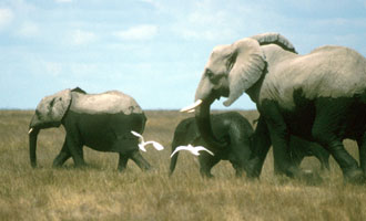 Elephants leaving Longinye Swamp,
Amboseli NP