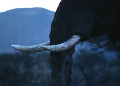 African elephant, Kenya