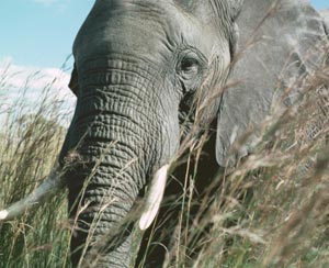 African elephant, Zimbabwe