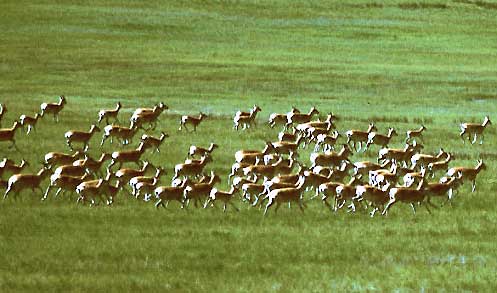 Mongolian Gazelle Migrating between Pastures