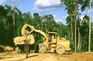 Commercial logging operation in lowland Malaysian rain forest