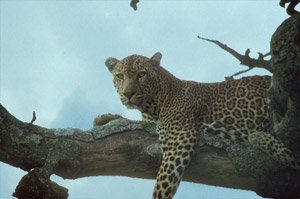 Leopard on limb of Kigelia africana