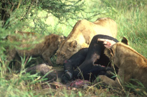 Lion pride in Acacia woodland