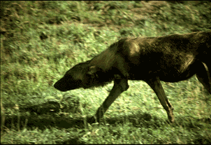 Wild Dog Approaching Den, Serengeti