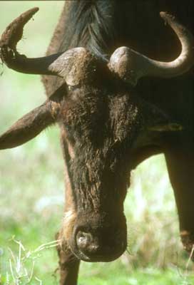 Migratory wildebeest